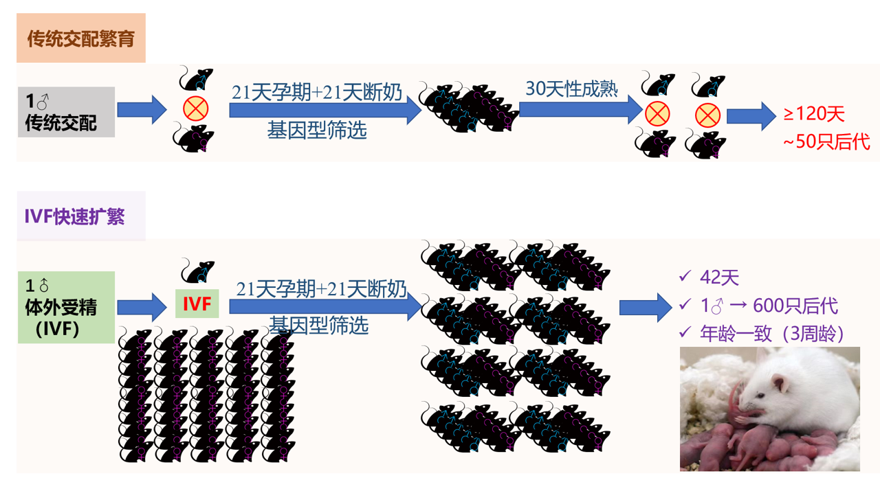 IVF快速扩繁示意图